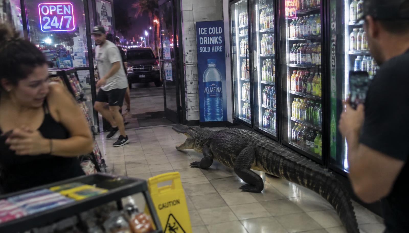 Phone-filmed clip of an alligator inside a brightly lit Florida convenience store at night